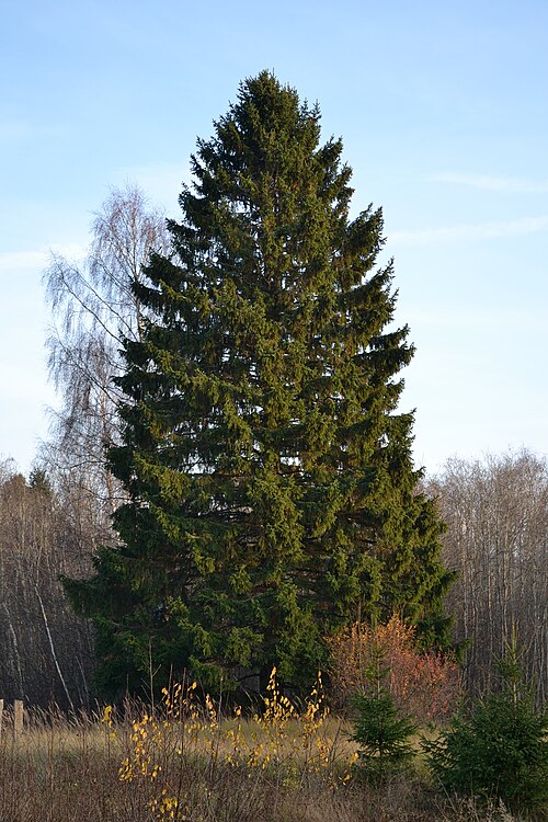 Épinette de Norvège 4-5 pi