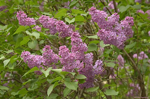 Lilas commun 30 mm